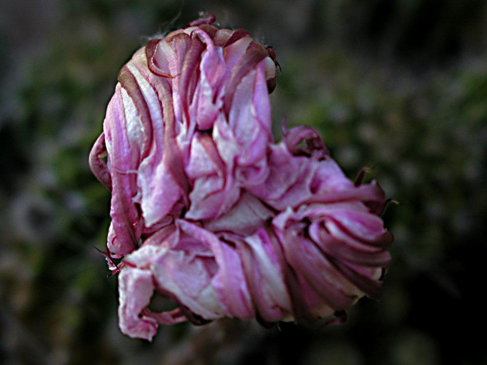 Shriveled Buds