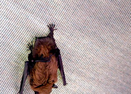 Barney the Bat