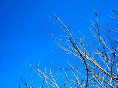 Blue Skies