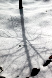 Shadow in the Snow photo