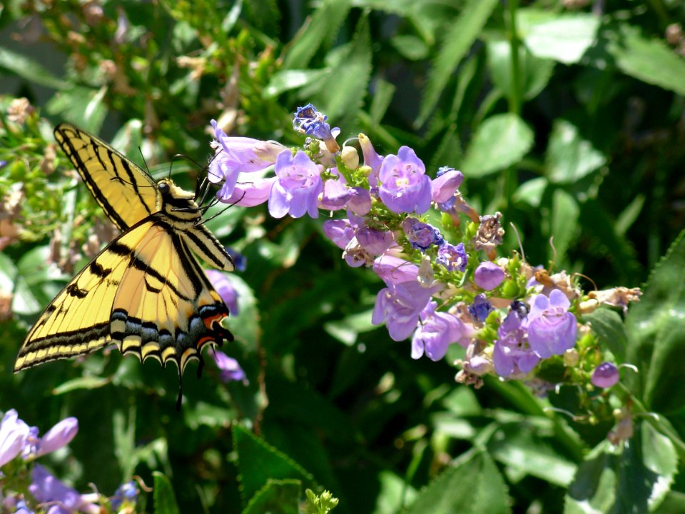 Pollinators0007.tif