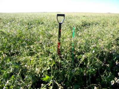 Cover Crops13