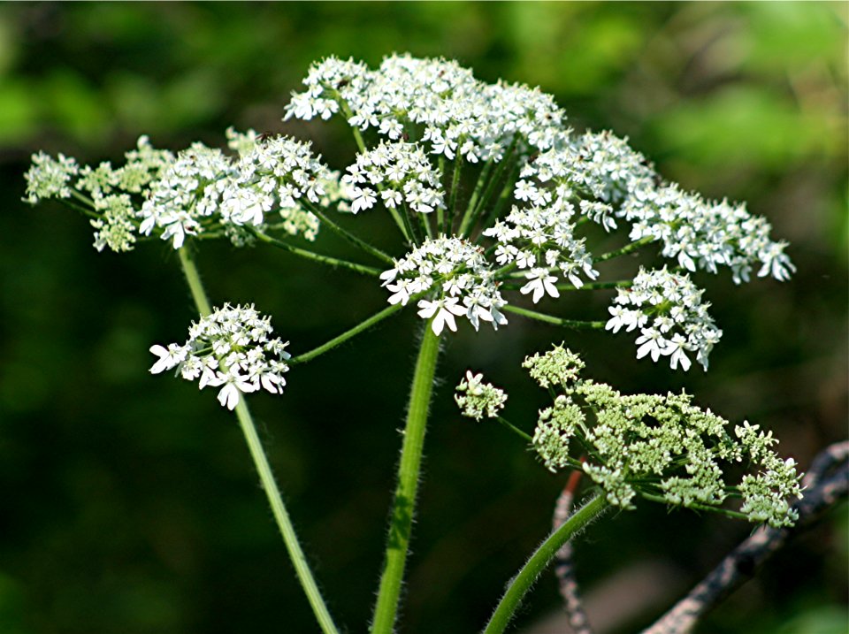 Plants OB 967