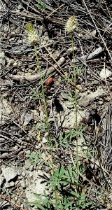 Plants OB 539
