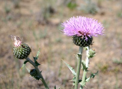 Plants OB 333