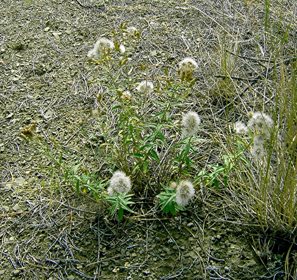 Plants OB 201