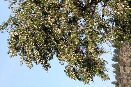 Plants OB 878