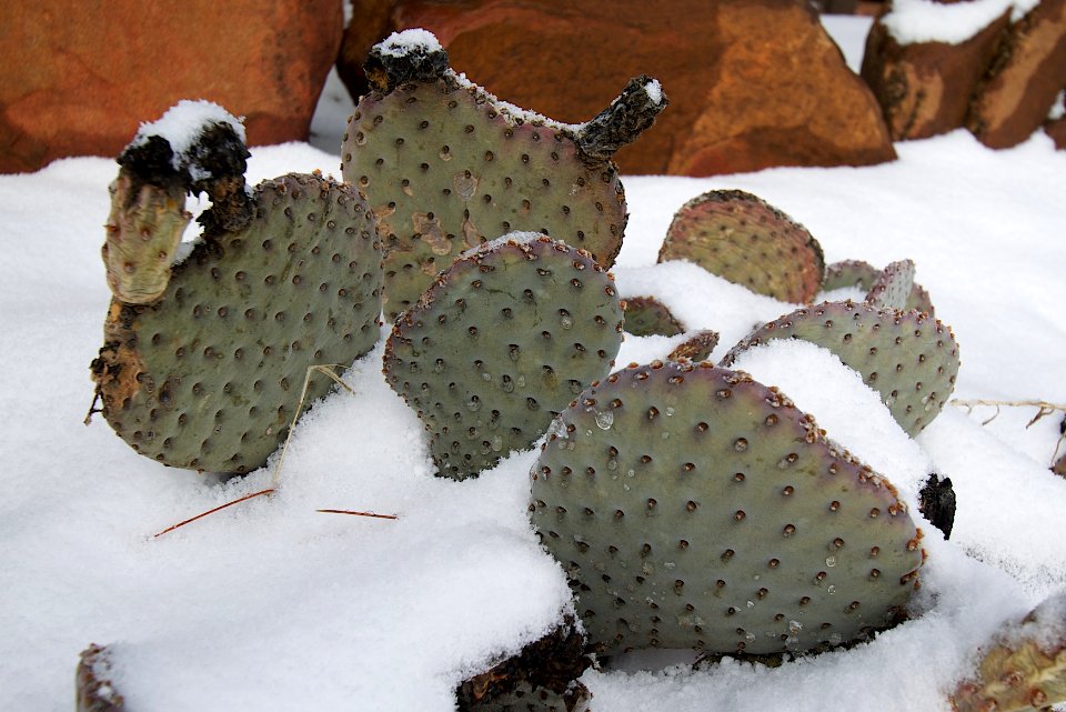 Snowy Beavertail Cacti