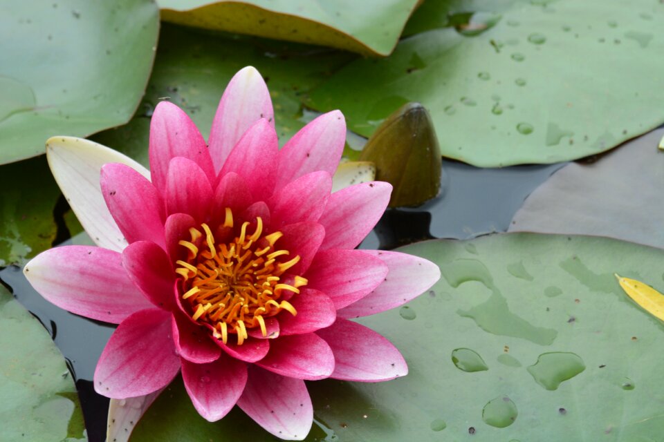 Red lotus leaf water lilies