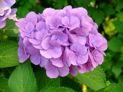 Flowers garden spring