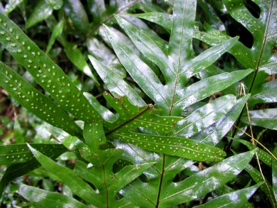 Leafy Matter photo