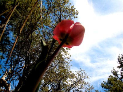 Ant Eye Tulip photo