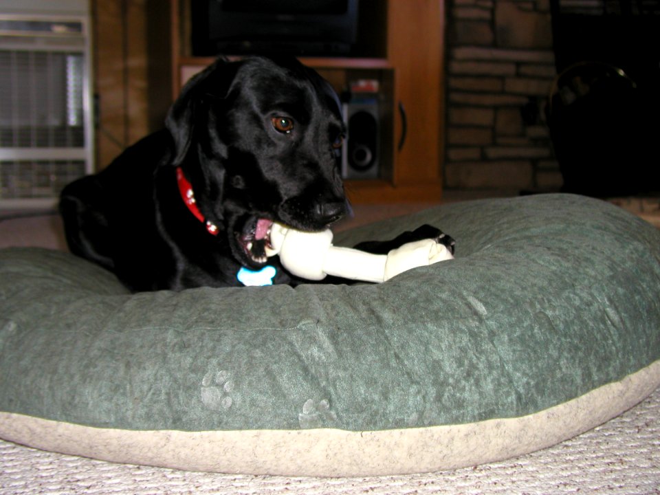 I Have a Bone To Pick
