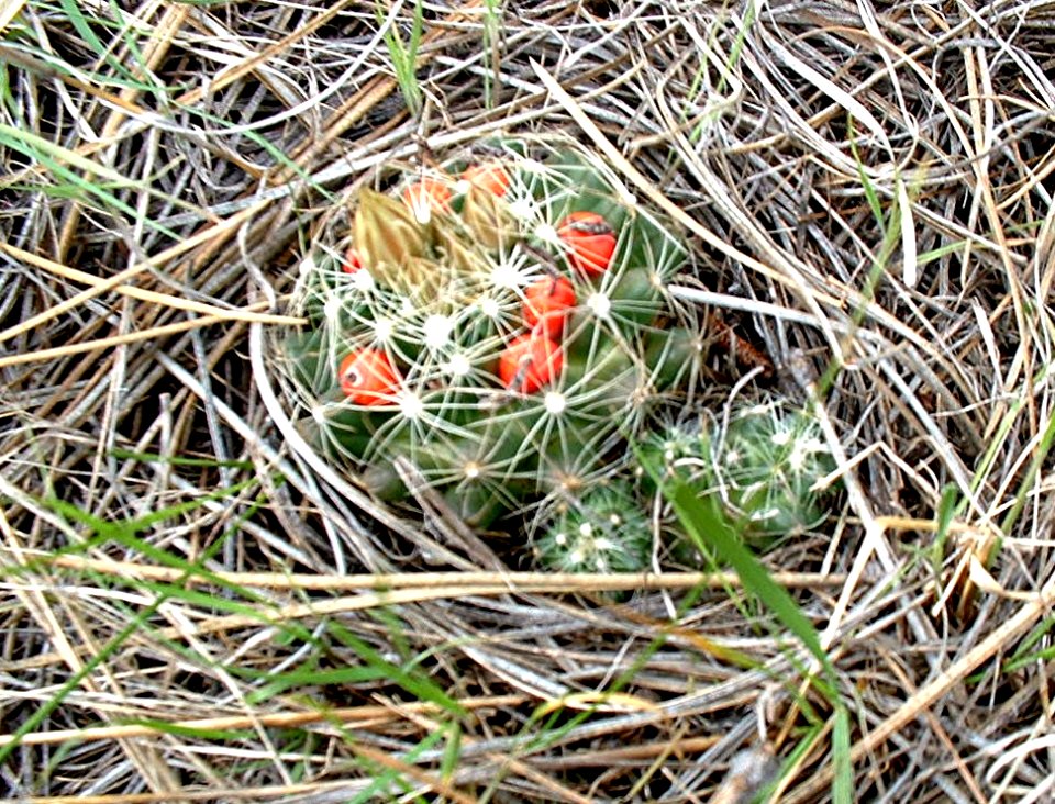 Plants OB 109