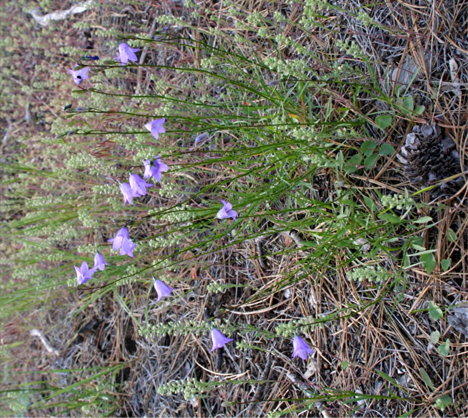 Plants OB 133
