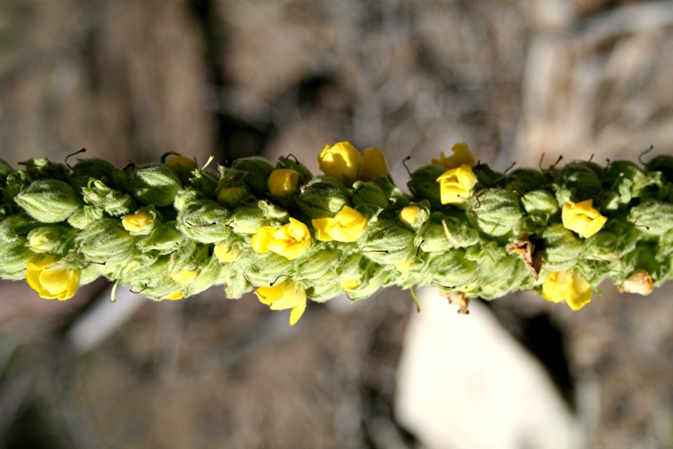 Plants OB 940