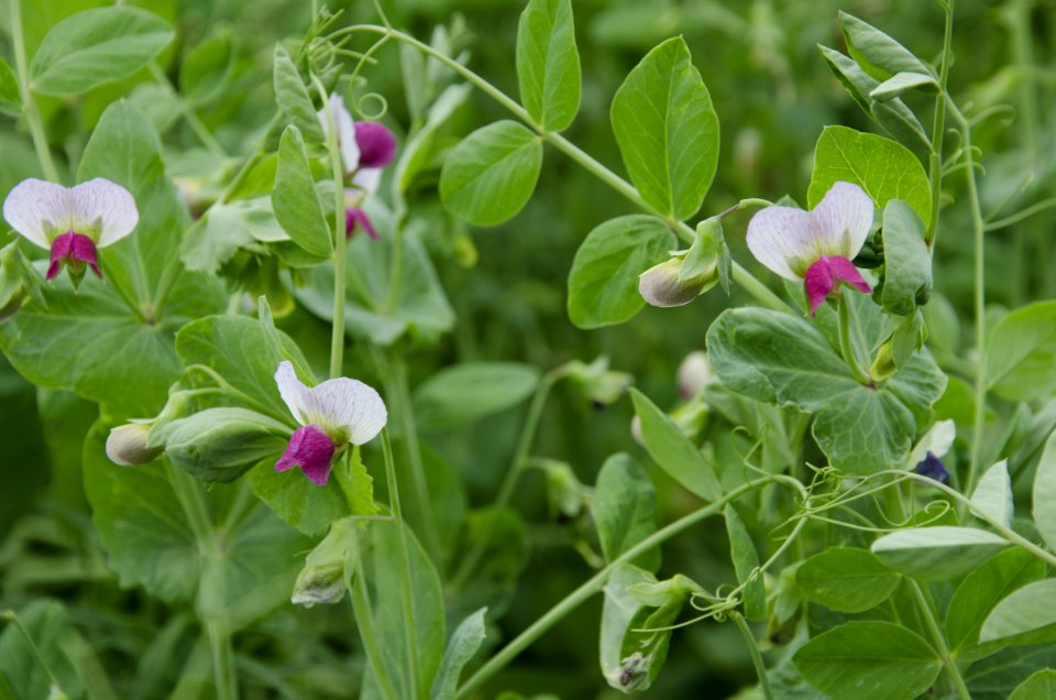 Crops nr 65