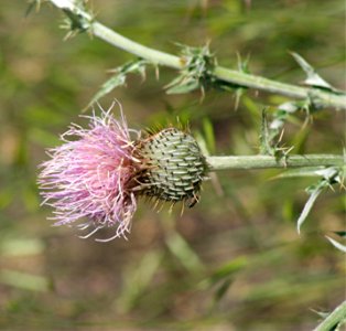 Plants OB 327