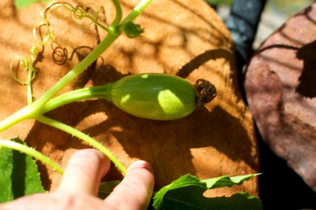Baby Squash