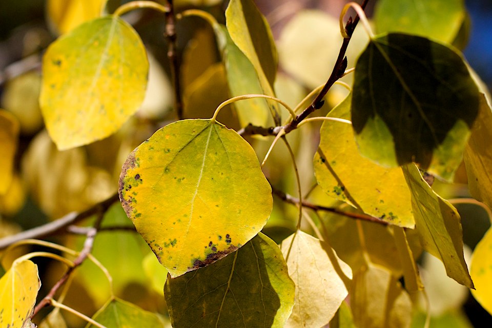 Aspen Go to Gold!