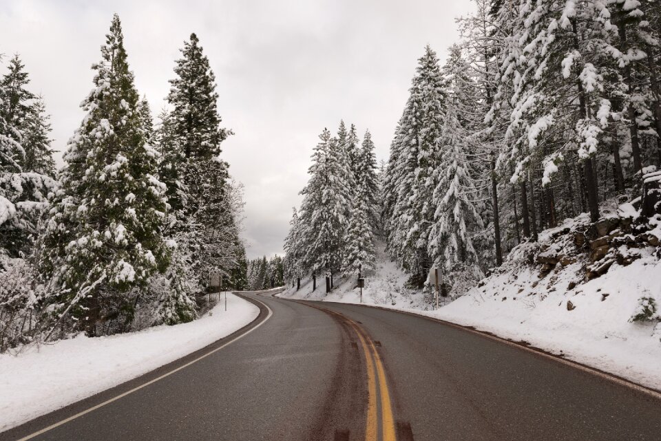 Forest fir landscape