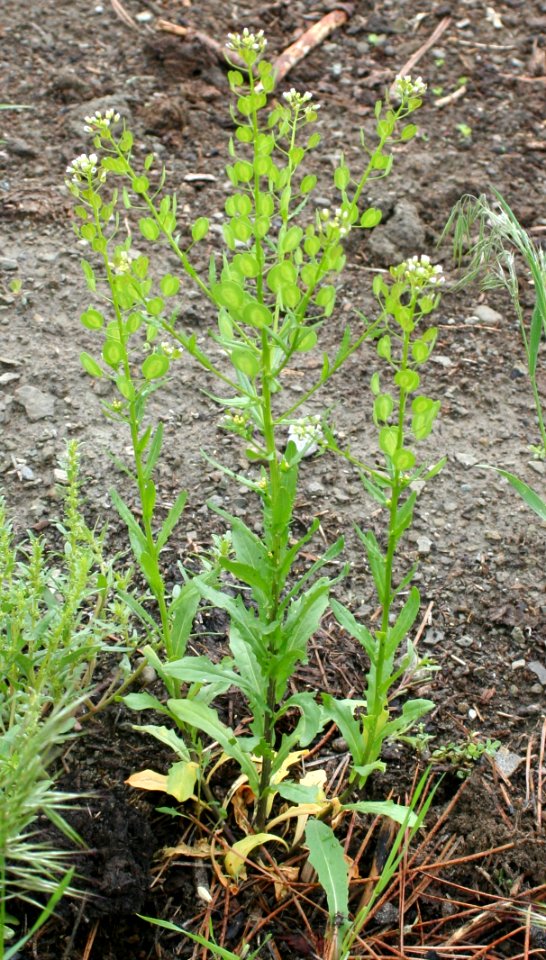 Plants OB 416