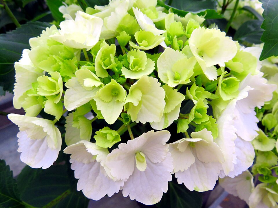 Hydrangea white green