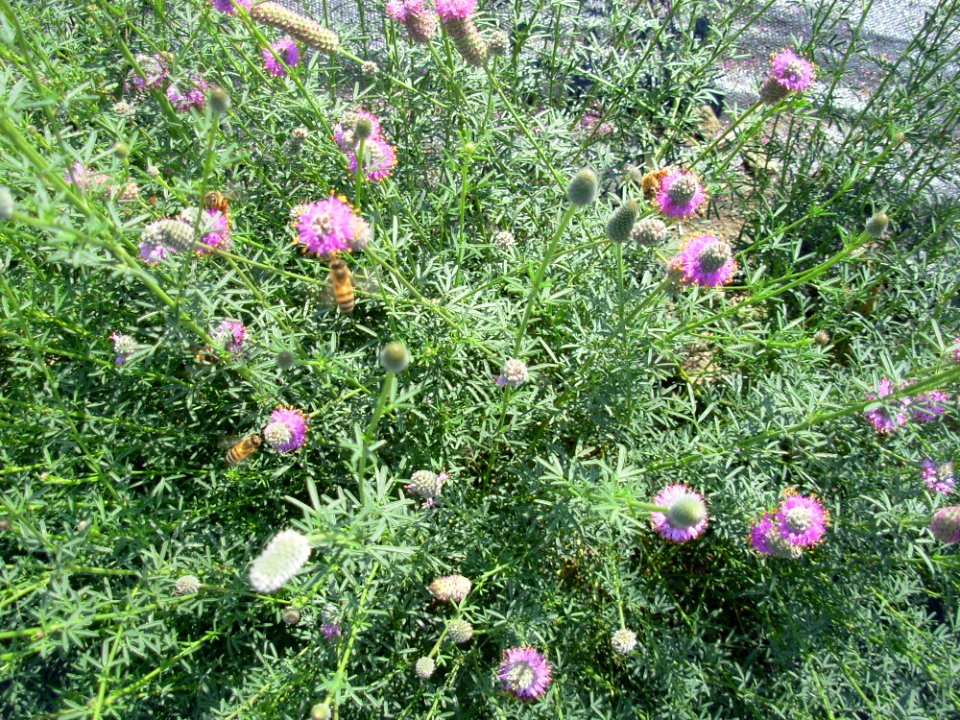 Pollinators0004.tif