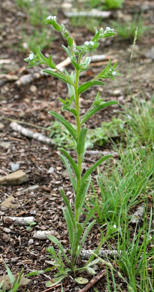 Plants OB 78
