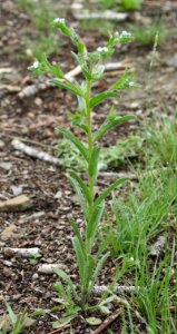 Plants OB 78