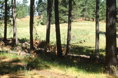 Woodland07.tif