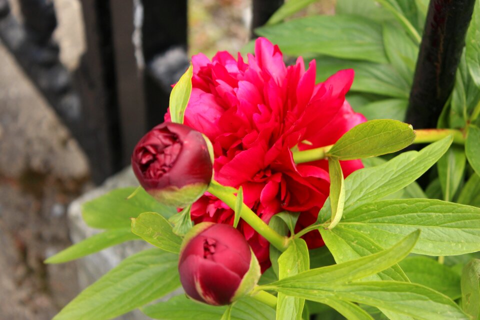Flowering garden spring