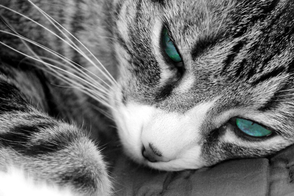Black and white whisker gray cat
