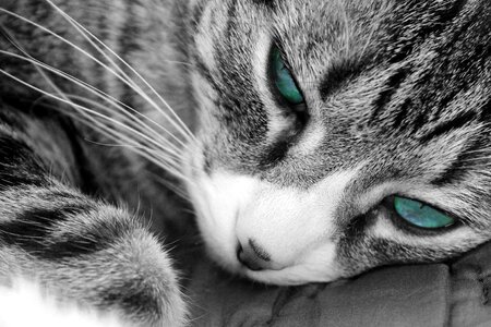 Black and white whisker gray cat photo