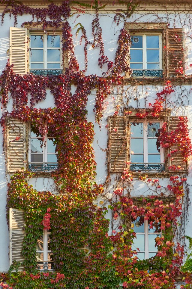 Window vine leaves ivy