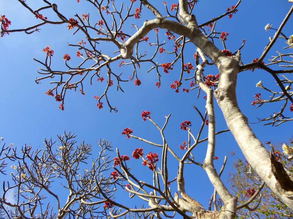 Sky flower blooming