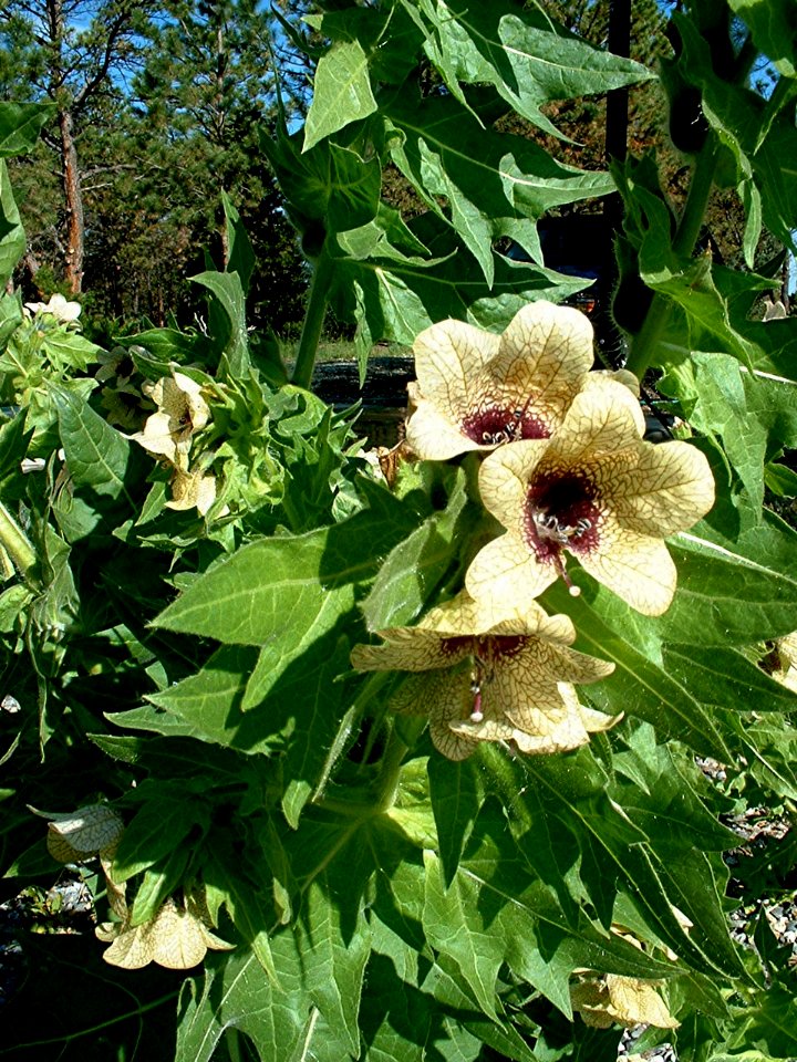 Plants OB 946