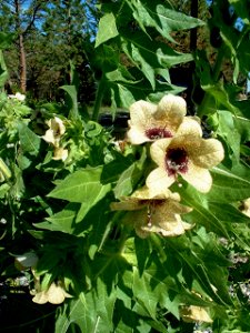 Plants OB 946