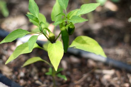 Got Peppers