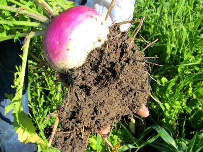 Soil Health RO 01