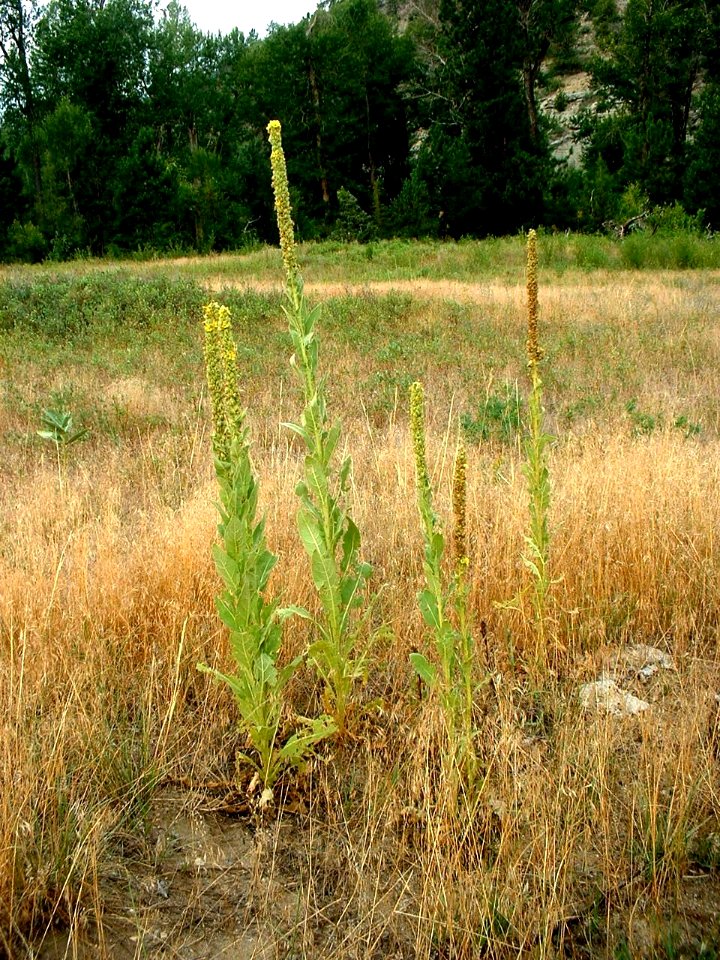 Plants OB 938