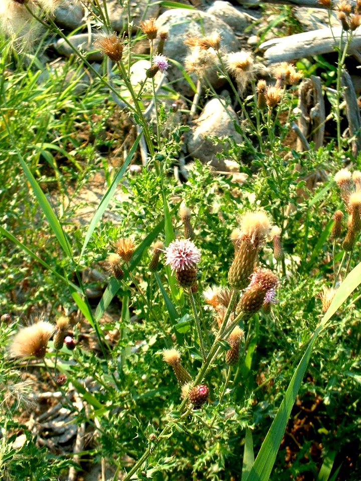 Plants OB 326