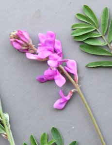 Plants OB 556