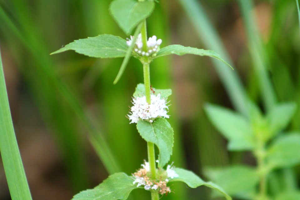 Plants OB 491
