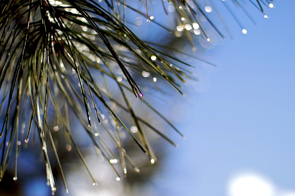 2009/365/347 Drops of Light