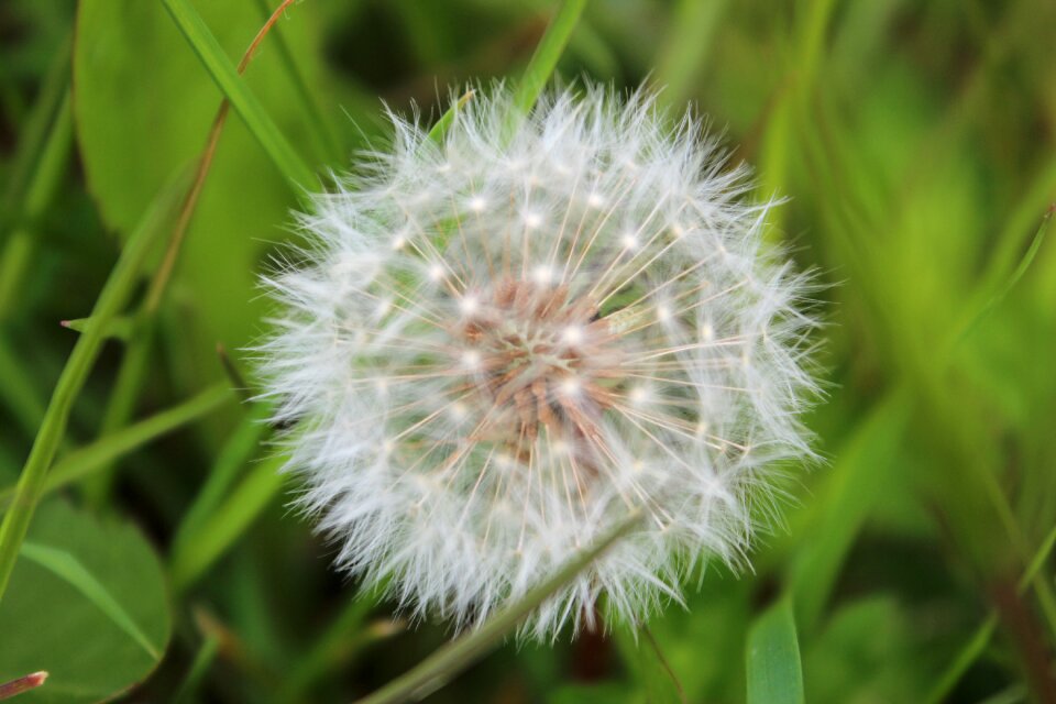 Spring summer nature