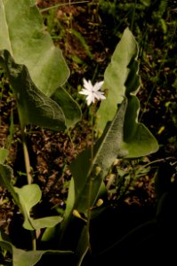 Flowers NR 11