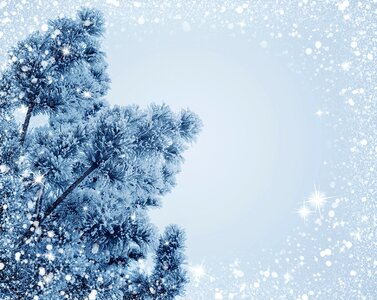 Frost tree cold