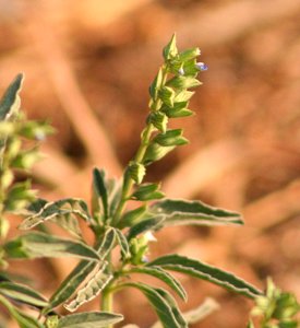 Plants OB 509