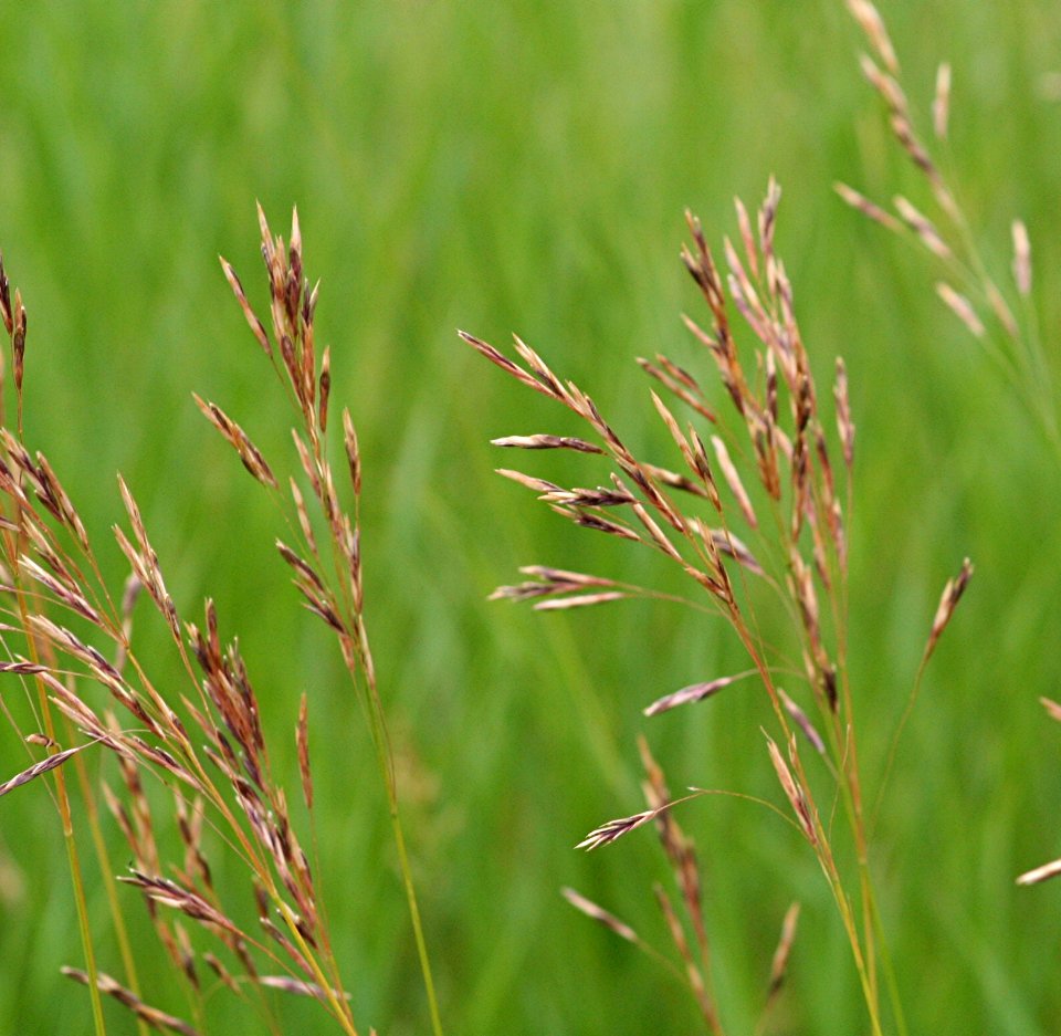 Plants OB 664